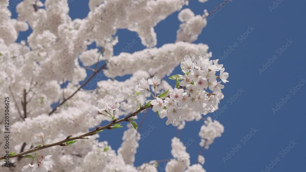 Spring nature. Sakura with blooming flower. Blossom spring season. Japanese cherry. Sakura blossom. Beautiful spring Sakura flower on cherry tree. Sakura flower in bloom in spring. Blooming early Spring nature. Sakura with blooming flower. Blossom spring season. Japanese cherry. Sakura blossom. Beautiful spring Sakura flower on cherry tree. Sakura flower in bloom in spring. Blooming early