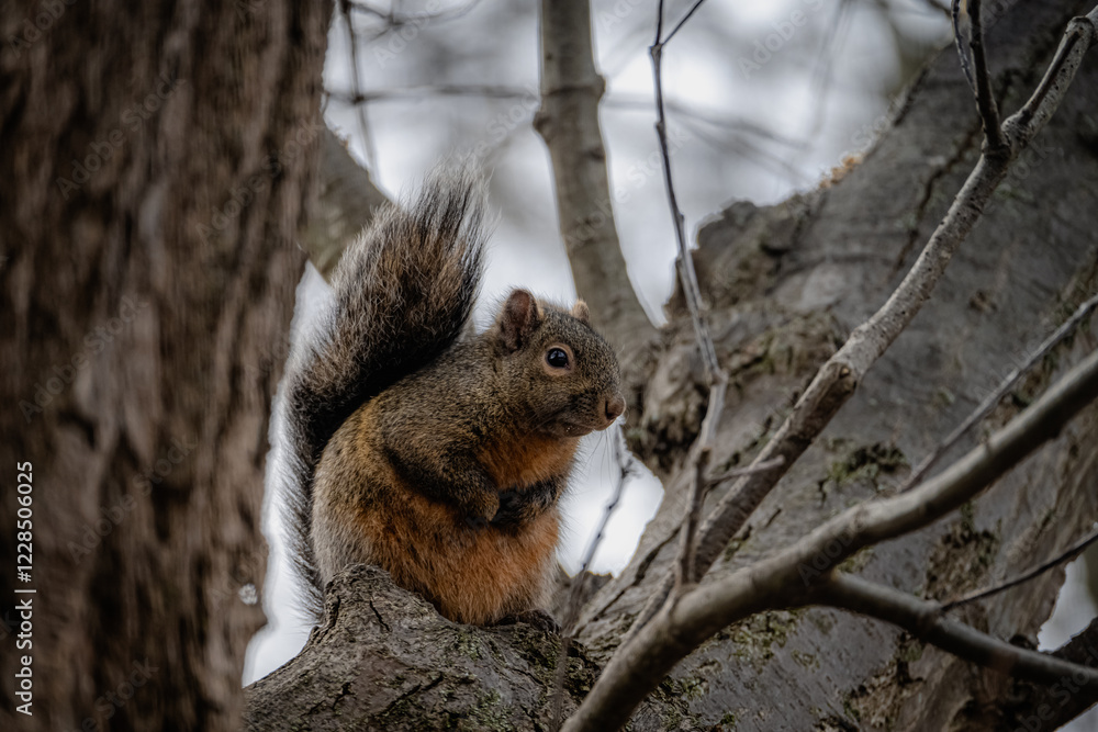 squirrel on a tree squirrel on a tree