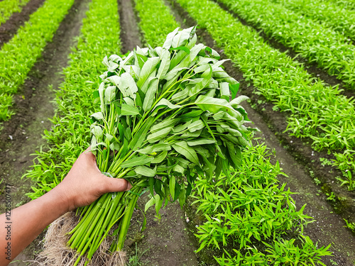 Farmer Holding Freshly Harvested Water Spinach in a Field
