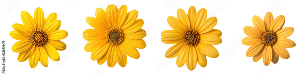 Closeup of vibrant yellow daisy or sunflower blossoms blooming in a lush sunny meadow or garden Natural floral background with soft focus and detailed petals and texture Closeup of vibrant yellow daisy or sunflower blossoms blooming in a lush sunny meadow or garden Natural floral background with soft focus and detailed petals and texture