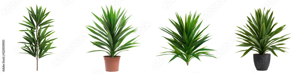 Lush Tropical Potted Plant for Modern Home and Office Decor Lush Tropical Potted Plant for Modern Home and Office Decor