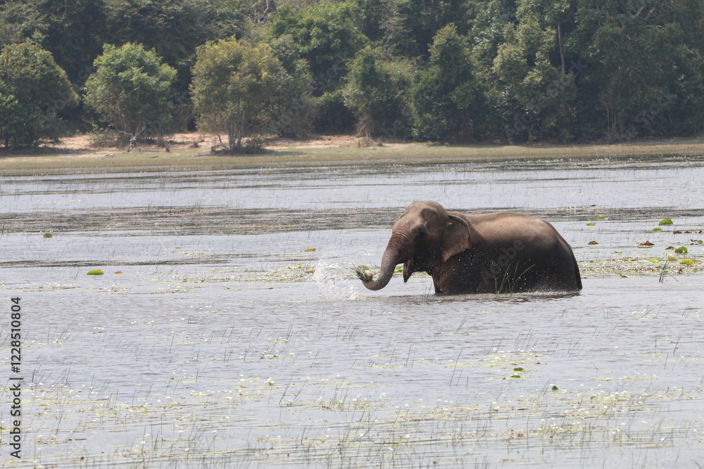 Sri Lankan Elephants in the Wild, Wilpattu National Park. Sri Lankan Elephants in the Wild, Wilpattu National Park.