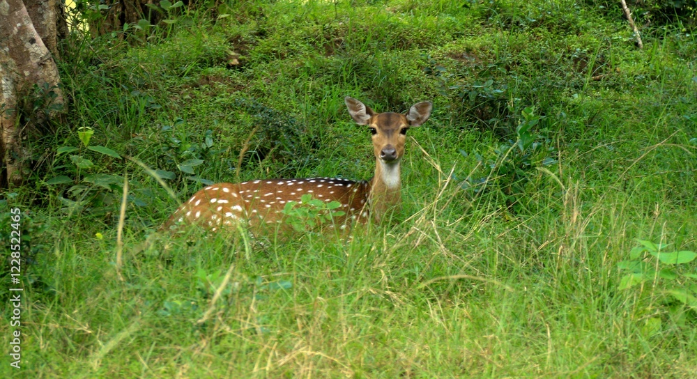 Spotted Deer in Wilpattu National Park, Sri Lanka Spotted Deer in Wilpattu National Park, Sri Lanka