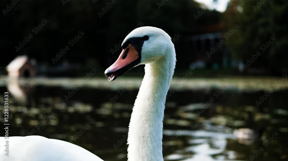 Elegant Profile of a White Swan on a Serene Lake Elegant Profile of a White Swan on a Serene Lake