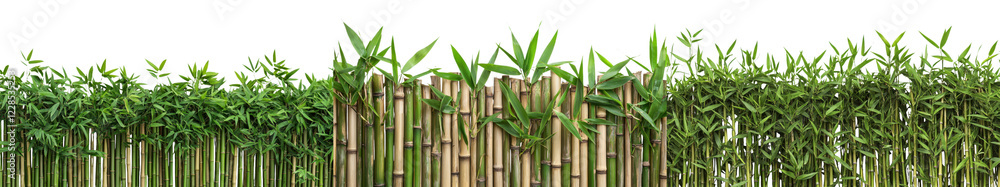Fototapeta premium Lush Green Bamboo Forest Scenic Nature Environmental Background