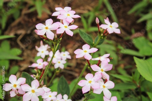 FLOR DE SIPANEA PRATENSIS photo