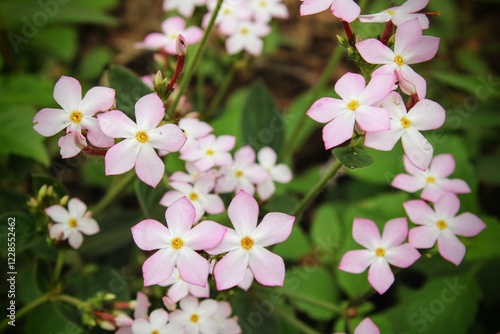 FLOR DE SIPANEA PRATENSIS photo