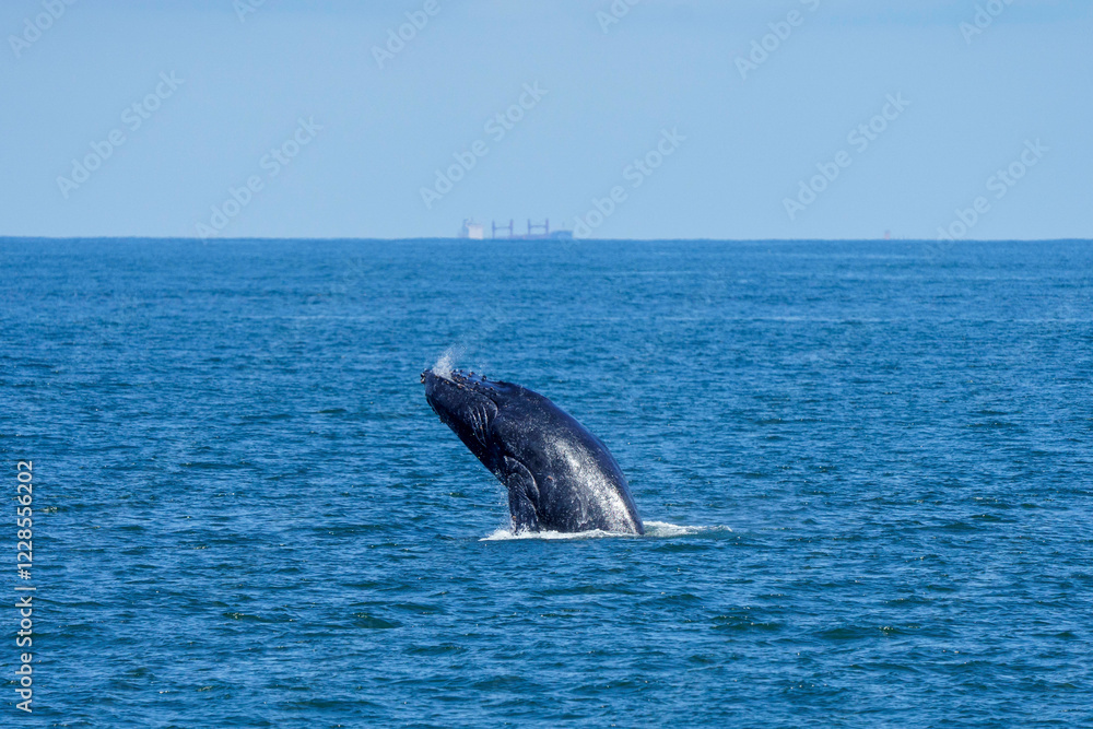 Fototapeta premium Humpback whale jumping 