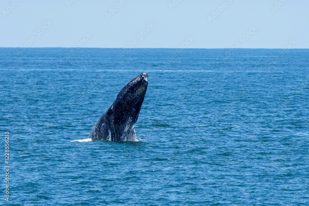 Fototapeta premium Humpback whale jumping 