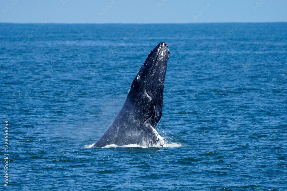 Fototapeta premium Humpback whale jumping 