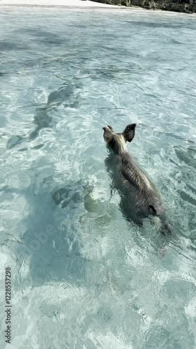 Pig wading through clear turquoise water near a white sandy beach with lush greenery, showcasing swimming pigs of the Bahamas, concept of travel, wildlife, tropical adventure