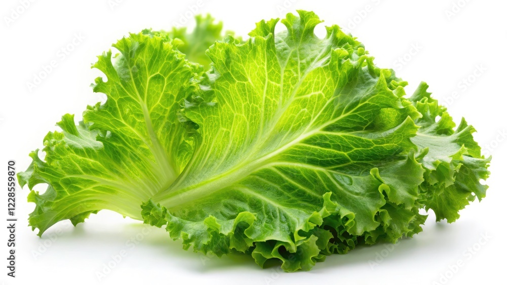 Panoramic Image: Isolated Frisee Lettuce Leaf, White Background, High-Resolution Food Photography Panoramic Image: Isolated Frisee Lettuce Leaf, White Background, High-Resolution Food Photography