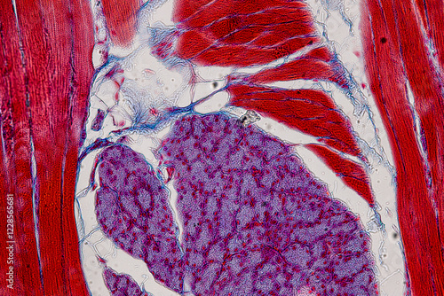 Pathology and Histology Tissue of Cat, Dog and rabbit under microscope. photo