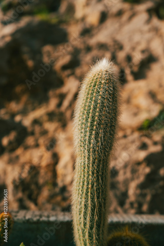 Beautiful natural landscape in summer with trees, cactus and blue sky. photo