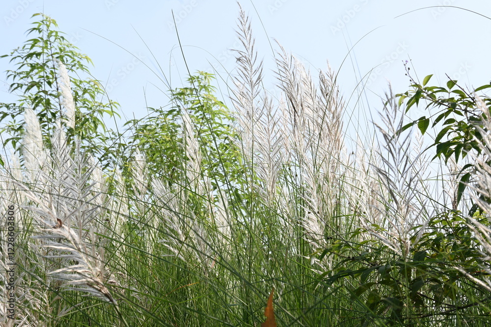 Fototapeta premium Saccharum spontaneum flower. Its other names wild sugarcane and Kans grass. Its grass&nbsp;native to the&nbsp;Indian Subcontinent. It is a perennial grass,growing up to three meters in height.