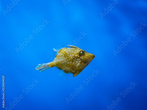 fish in aquarium