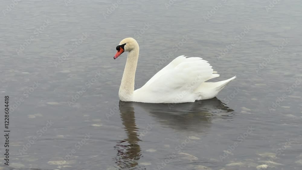 A serene white swan glides effortlessly across calm, reflective water on a peaceful day. Its elegant form and soft ripples create a tranquil scene in a natural setting. A serene white swan glides effortlessly across calm, reflective water on a peaceful day. Its elegant form and soft ripples create a tranquil scene in a natural setting.