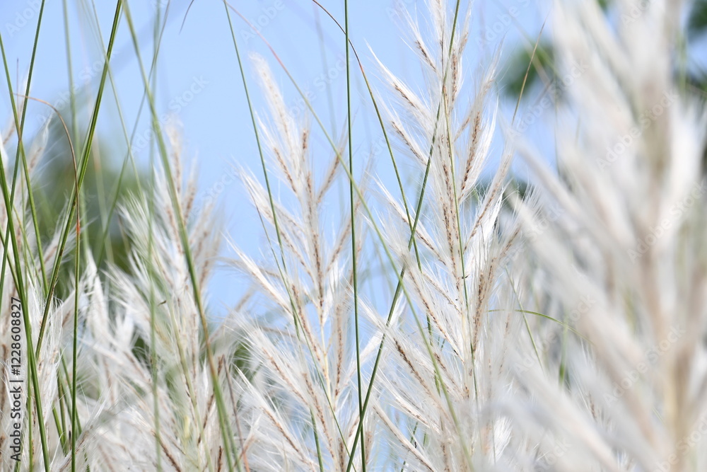 Fototapeta premium Saccharum spontaneum flower. Its other names wild sugarcane and Kans grass. Its grass native to the Indian Subcontinent. It is a perennial grass,growing up to three meters in height.