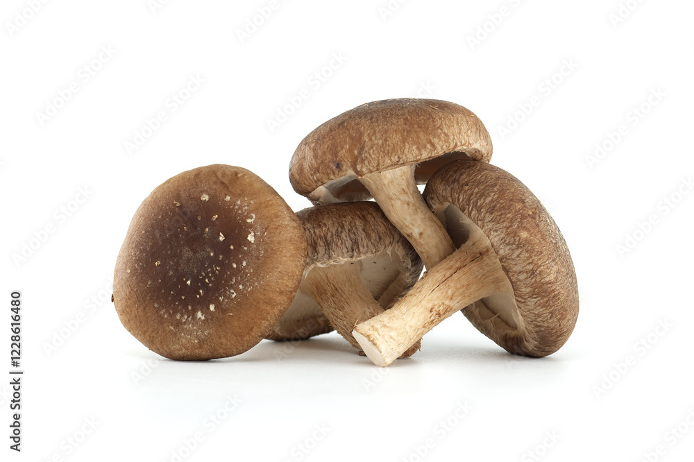 Group of Fresh Shiitake Mushrooms Isolated on White Background Group of Fresh Shiitake Mushrooms Isolated on White Background