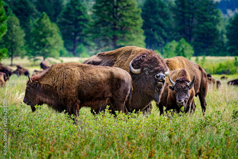 Buffalo grazing in the Black Hills of South Dakota Buffalo grazing in the Black Hills of South Dakota