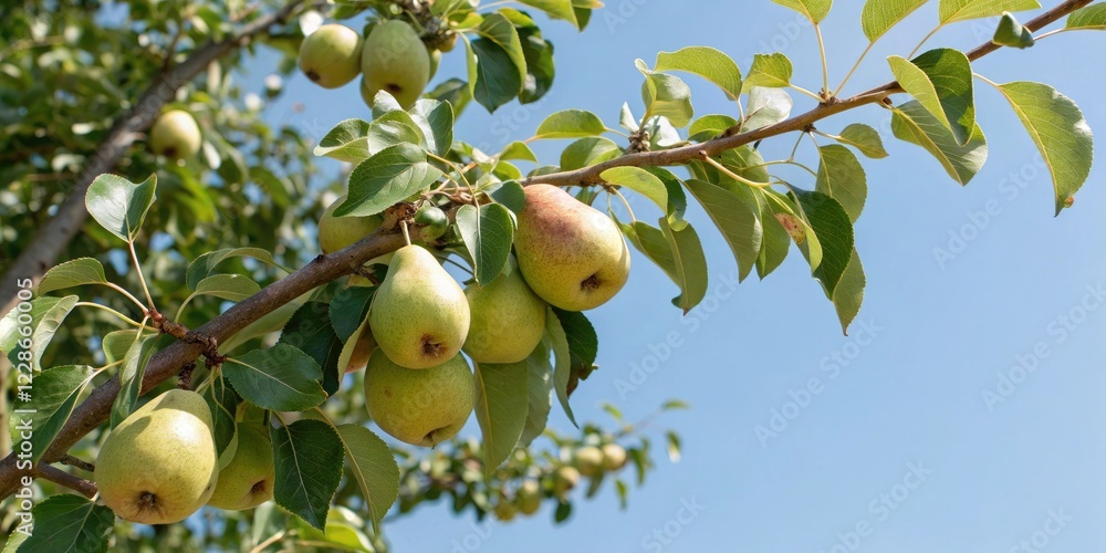 Low angle shot of a branch loaded with natural ripe pears hanging from the tree with blue sky above, blue, angle, branch, texture, shadow Low angle shot of a branch loaded with natural ripe pears hanging from the tree with blue sky above, blue, angle, branch, texture, shadow