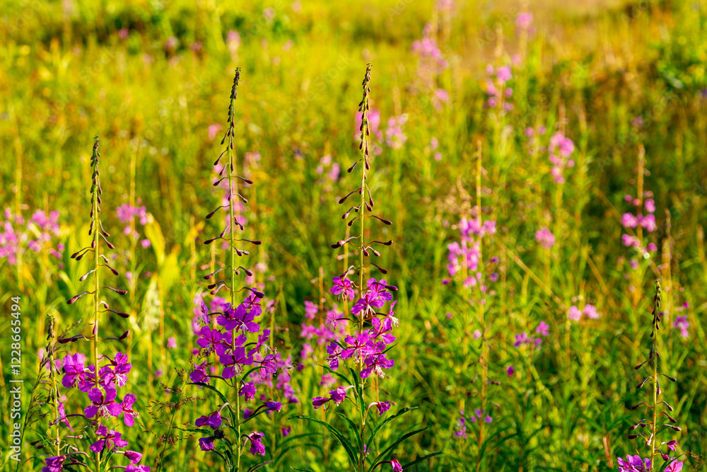 Naklejka premium Fireweed (chamaenerion angustifolium) growing in a mountain meadow