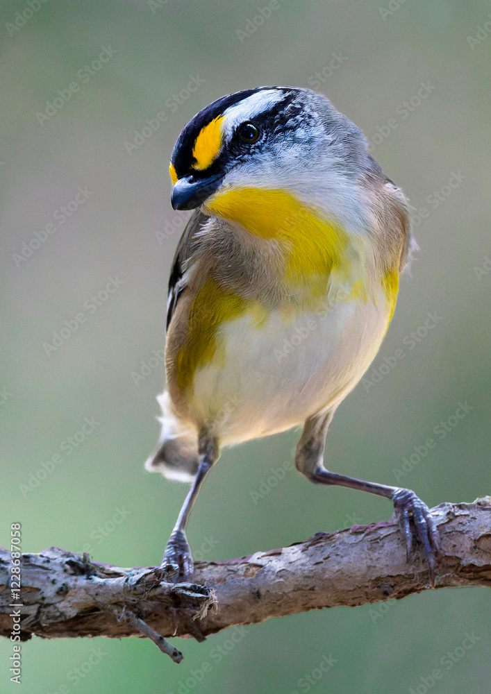 Obraz premium Striated Pardalote