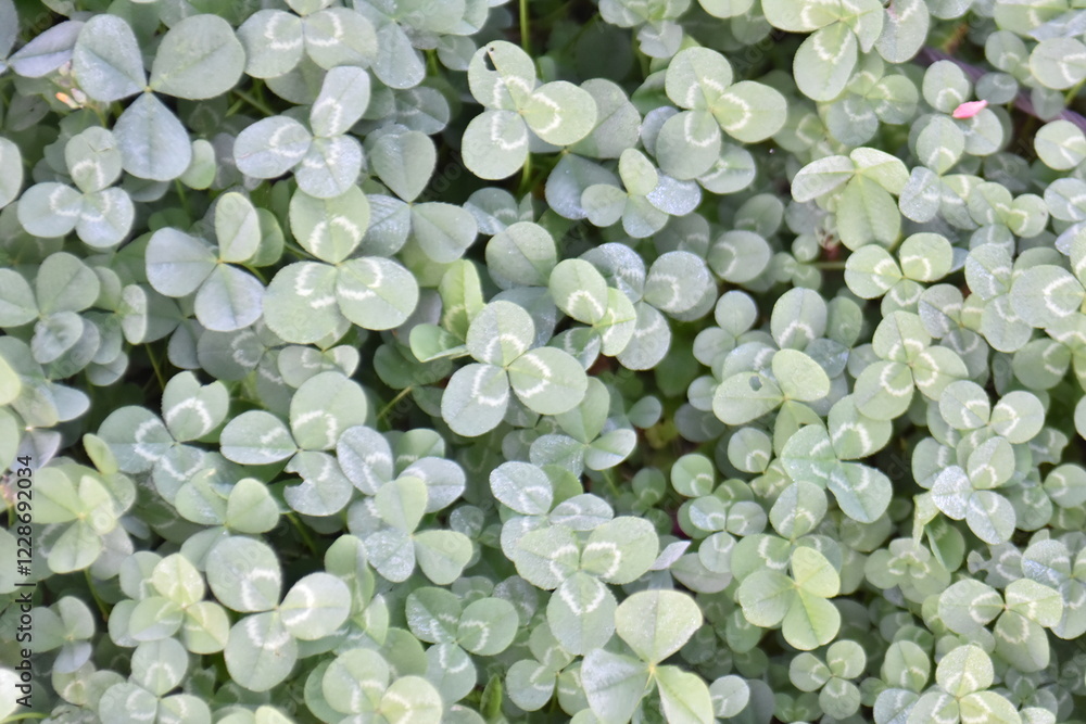Beautiful green leaves background image Beautiful green leaves background image