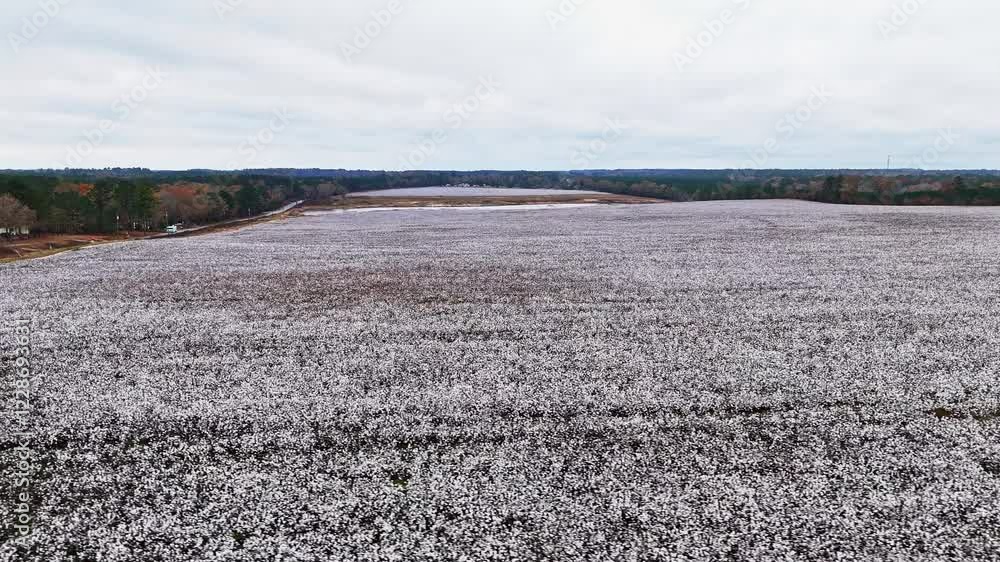 Drone fly-over of a large cotton field in Columbia, South Carolina. Drone fly-over of a large cotton field in Columbia, South Carolina.