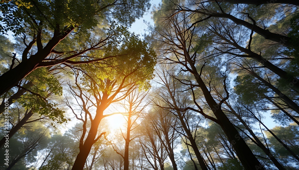 Obraz premium Sunlit Forest Canopy Landscape Photography