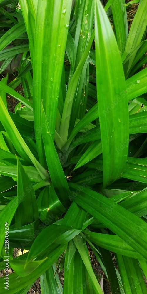 Obraz premium Refreshing Pandan Leaf Texture