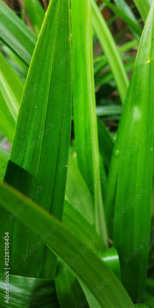 Refreshing Pandan Leaf Texture Refreshing Pandan Leaf Texture