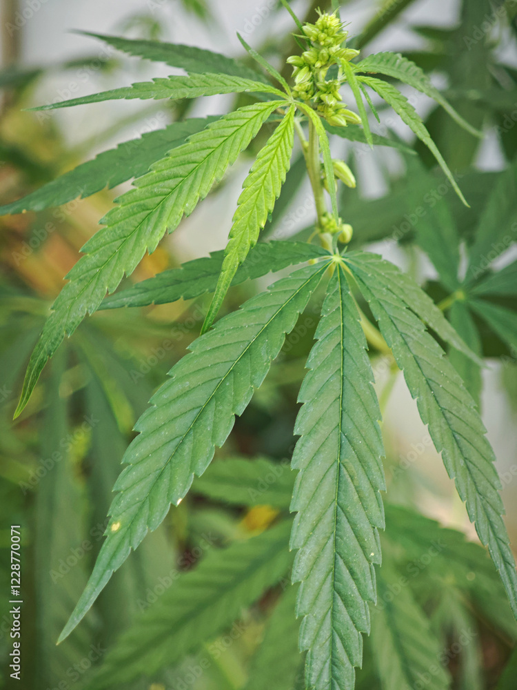 marijuana plant in the garden marijuana plant in the garden
