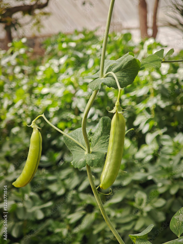 Sugar pea in the garden Sugar pea in the garden