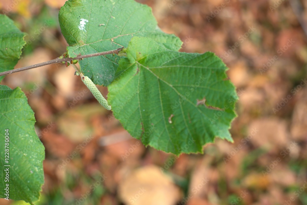 Close up of a leaf and seed pod from a Common Hazel (Corylus avellana) bush with the forest floor out of focus in the background. Close up of a leaf and seed pod from a Common Hazel (Corylus avellana) bush with the forest floor out of focus in the background.