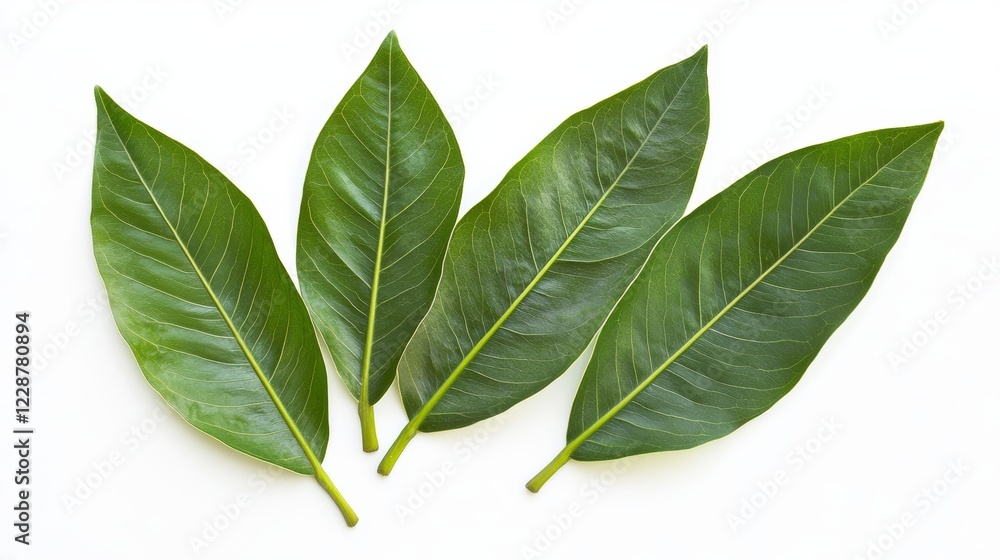 Tropical leaves isolated on white background Exotic foliage collection Tropical leaves isolated on white background Exotic foliage collection
