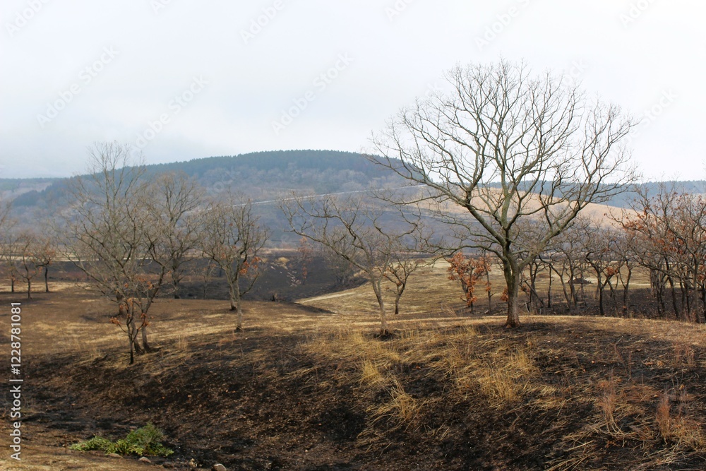 After the winter field burning in Aso After the winter field burning in Aso