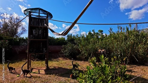 Captive Group Of Ring-Tailed Lemurs During Sunny Day In Attica Zoological Park, Spata Greece. Slow Motion Shot photo