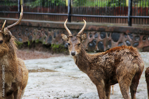 close-up photo of deer with their herd in the pen