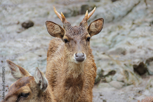 close-up photo of deer with their herd in the pen