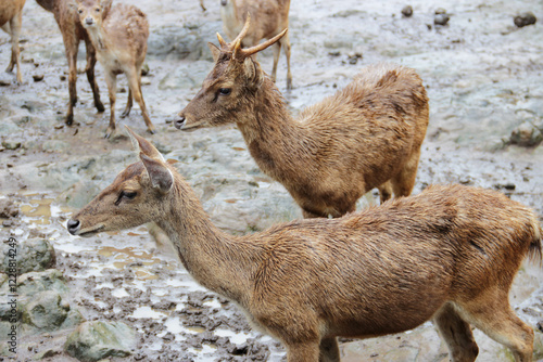 close-up photo of deer with their herd in the pen