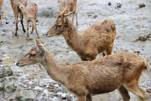 close-up photo of deer with their herd in the pen