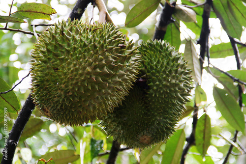 Young green durian fruit still hanging on the tree