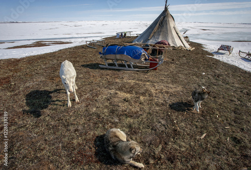 reindeer herding camp in the Arctic