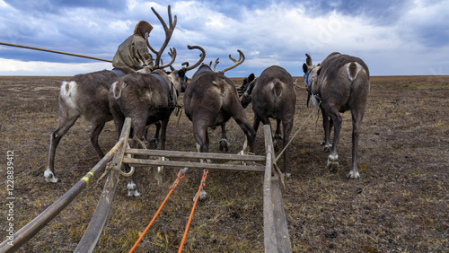 The shepherd is led by a team of reindeer. Ethnography