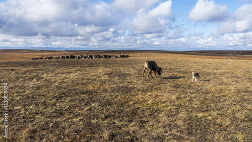 Northern dog and deer in the autumn tundra. Ethnography