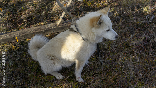Northern dog of reindeer herders. Ethnography
