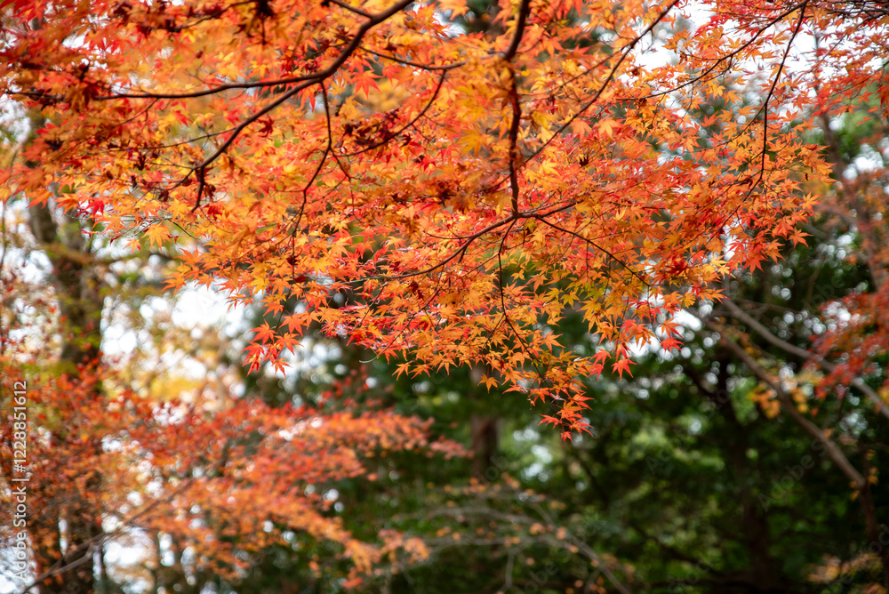 水沢もみじ谷紅葉 水沢もみじ谷紅葉