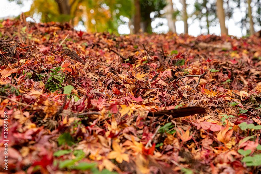 水沢もみじ谷紅葉 水沢もみじ谷紅葉