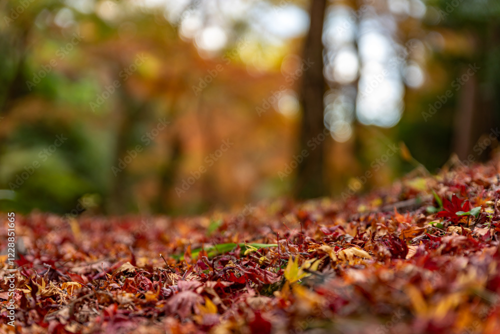 水沢もみじ谷紅葉 水沢もみじ谷紅葉